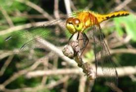 Meadowhawk Dragonfly (Sympetrum)