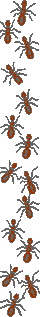 ants