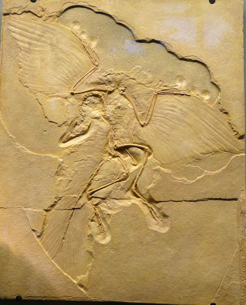 Archaeopteryx lithographica fossil in Naturhistorisches Museum, Vienna;  image courtesy of Wolfgang Sauber and Wikimedia Commons
