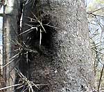 Honeylocust trunk with spines