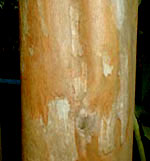 bark of Crepe Myrtle, Lagerstroemia indica, photo by Karen Wise of Kingston, Mississippi