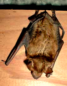 Big Brown Bat, Eptesicus fuscus