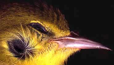 bird ear on an immature male Pine Warbler, Dendroica pinus