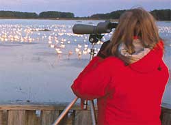 spotting birds with a telescope, photo by John & Karen Hillingsworth, courtesy of US Fish & Wildlife Service