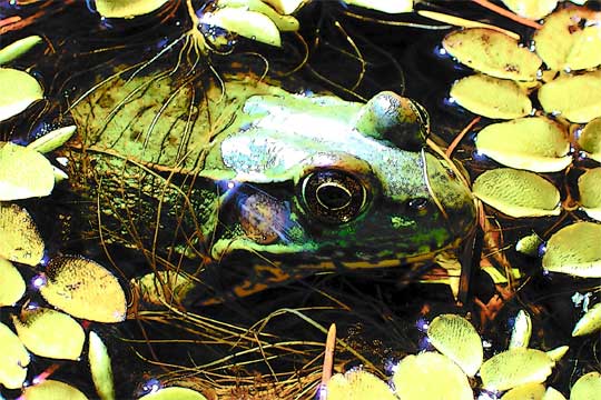 Bullfrog, image by Rosalind Charest