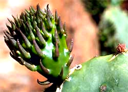 Cactus leaves
