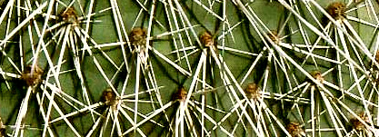 Cactus spines