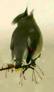 Cedar Waxwing, image courtesty of Cindy Mead in Michigan