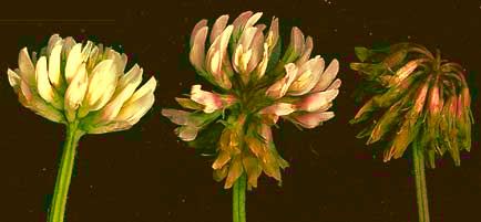 Clover heads at different stages of development