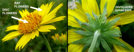 ray and disc flowers, and involucre, of Cowpen Daisy, Verbesina enceliodes