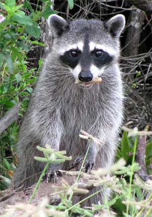 raccoons raccoon smart mexico animals coon forest yucatan whose treeing tracking dog them