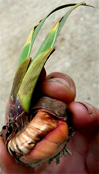 Gladiolus corm