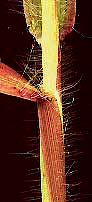 hairs on sheath of Digitaria sanguinalis