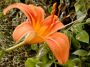 Day Lily, Hemerocallis fulva