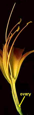 Day Lily flower cross section