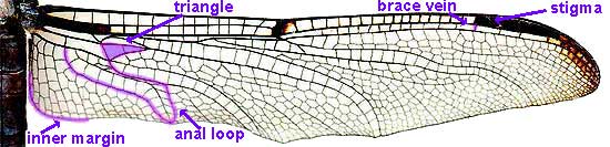 dragonfly wing venation