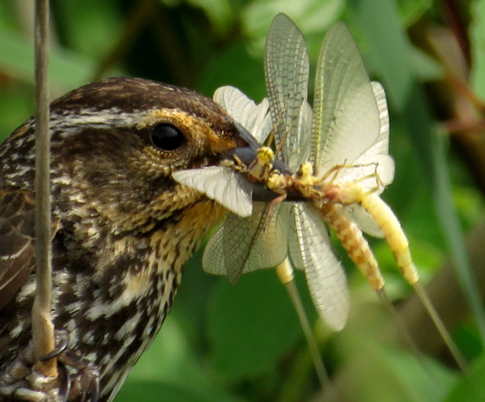Female Red-winged Blackbird with beakful of Mayflies for nestlings; photo by Laura Maskell in Ontario