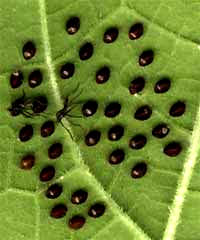 eggs of Squash Bugs, Anasa tristis, on lower surface of squash leaf