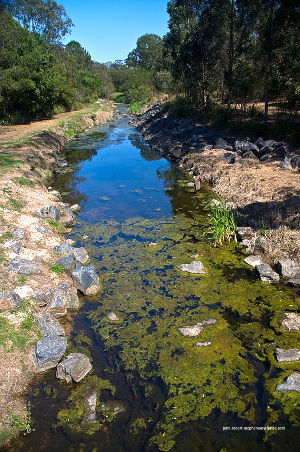Algal blooms occur in Downfall Creek at time when eutrophication is exacerbated by drought and low discharge; image courtesy of John Robert McPherson in Australia & Wikimedia Commonos