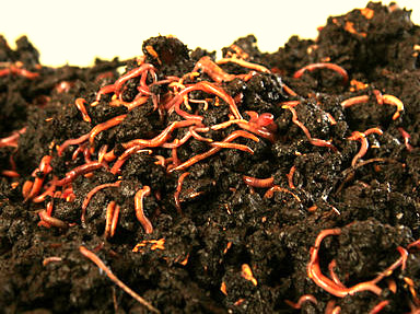 Earthworms in compost, image by Wolfgang Berger, Hamburg, Germany