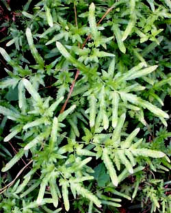 Japanese Climbing Fern, LYGODIUM JAPONICUM