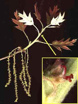 Flowers of the Black Oak, Quercus velutina