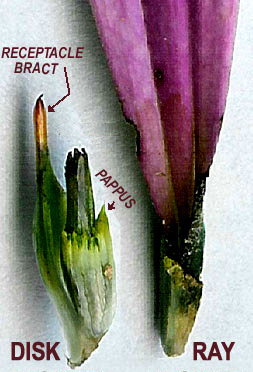 Echinacea, or Purple Coneflower, floret and cypsela