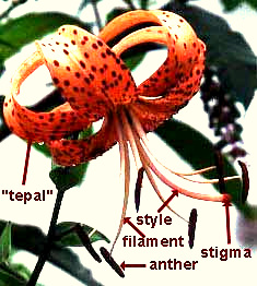 Tiger Lily, Lilium tigrinum