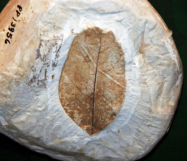 fossil magnolia leaf in Cretaceous rock from Alabama, USA; image courtesy of James St. John and Wikimedia Commons