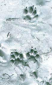 dog footprint in mud