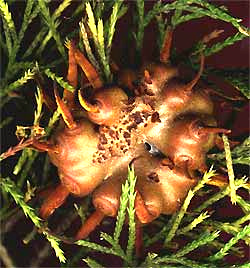 Cedar-apple rust gall, Gymnosporangium juniperi-virginianae