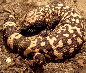 Gila Monster, Heloderma suspectum, image by Gary M. Stolz, courtesy of U.S. Fish and Wildlife Service