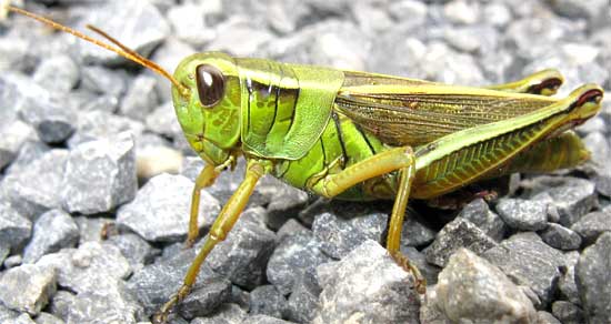Grasshopper, image by Bea Laporte