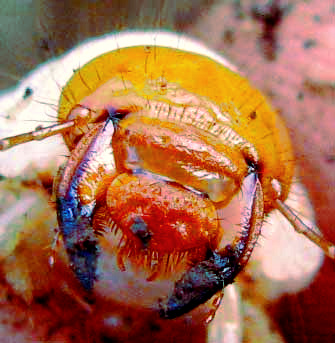 Head of Phyllophaga (June Bug or May Beetle) grub