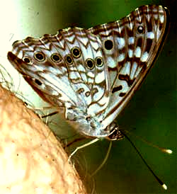 Hackberry Butterfly, Asterocampa celtis