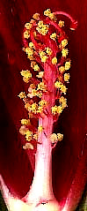 staminal colum inside the blossom of Hibiscus coccineus