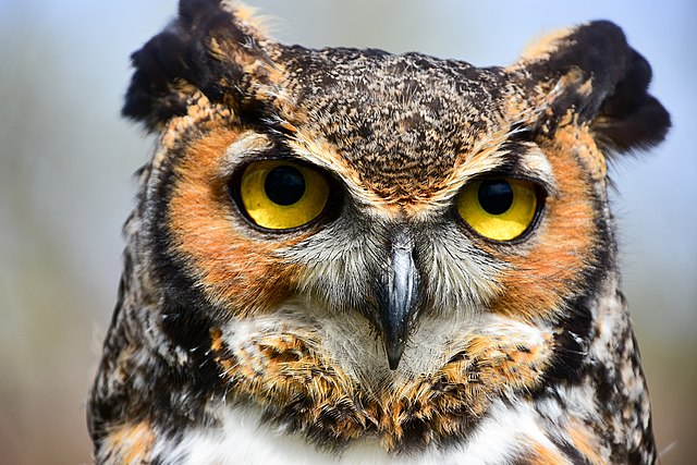 Great Horned Owl, Bubo virginianus; photo by Don Sniegowski, via Wikimedia Commons