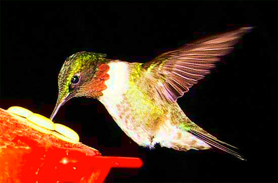 Ruby-throated Hummingbird, photo by CHARLIE ZAPOLSKI of SAUGUS MA