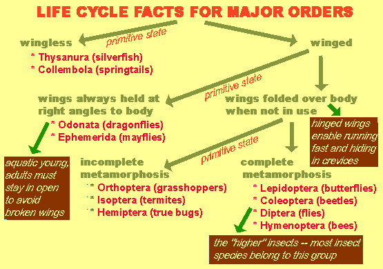 life cycle facts for various insect orders