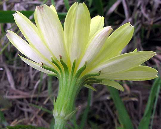 Phyllaries of Smallflower Desert-chicory, Pyrrhopappus pauciflorus