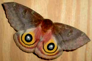 Io Moth, Automereis io, picture by Karen Wise