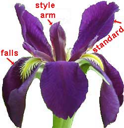 iris blossom structure