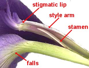 iris flower's style arm showing its stigmatic lip and underlying stamen