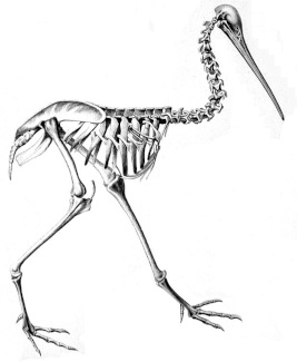 1841 drawing of Kiwi skeleton, by Richard Owen; public domain image