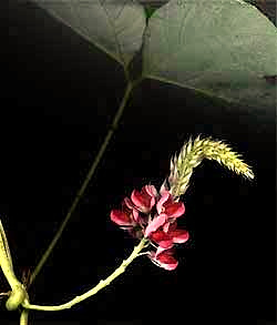 Kudzu flowers, Pueraria thunbergiana