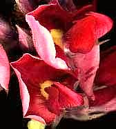 Kudzu flowers, Pueraria thunbergiana