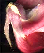 sepals of kudzu flower