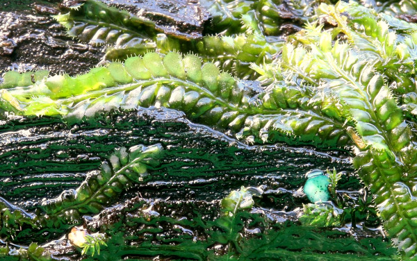 Heteroscyphus liverwort, Chlorociboria aeruginascens mushroom. Ferndale Park, Chatswood, Sydney, NSW, Australia; image courtesy of Peter Woodard via Wikimedia Commons