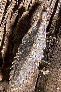 larva of a lightning bug, or firefly