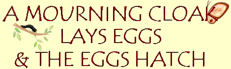 Mourning Cloak eggs hatch